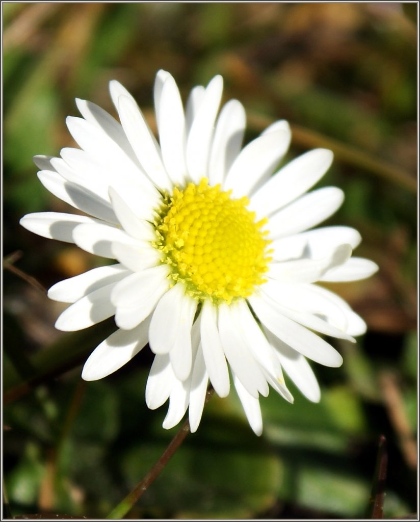 Der Frhling scheint nicht mehr weit: Ein Gnseblmchen im Februar.
(09.02.2011) 