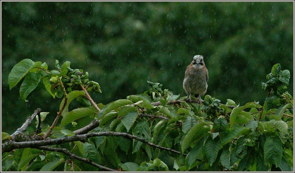 Der st�ndige Regen ist diesem Vogel zuviel, frustriert suchte er nach einem trockenes Platz.
(13.07.2011)