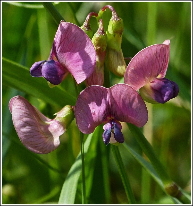 Die Blten der Zaunwicke. 03.07.2012 (Jeanny)