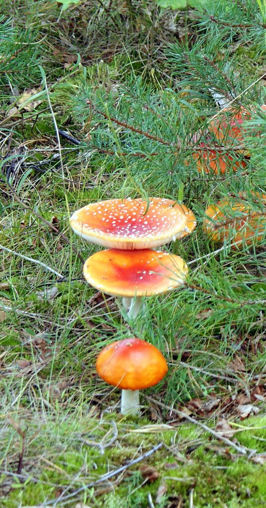 Die kleinen nach vorne, die grossen nach hinten. 
(16.09.2010)