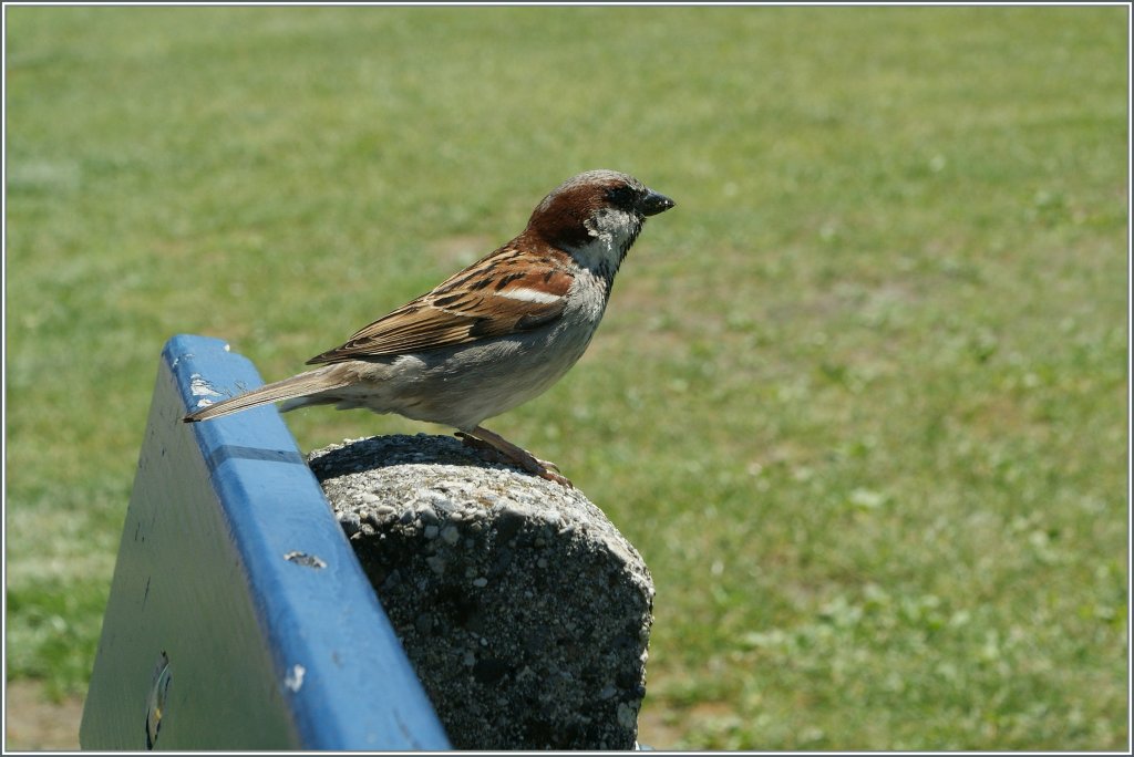 DIE Oma-Bank ist schon besezt...
Bouveret, den 1. Juli 2013