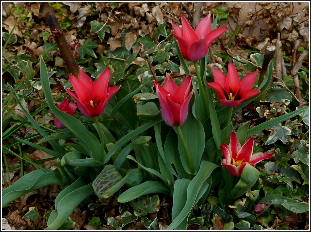 Die Tulpen in unserem Vorgarten. 04.04.2012 (Zo)