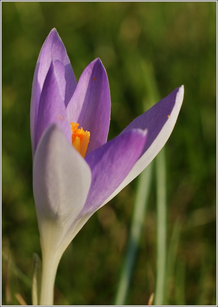 Diese Krokusblte ffnet sich den wrmenden Sonnenstrahlen.
(04.03.2011)