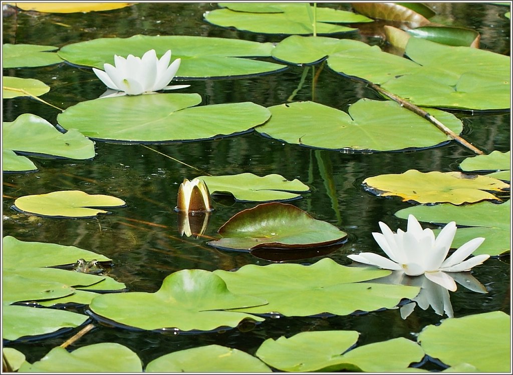 Dieser Frosch geniesst bei diesen warmen Temperaturen das khle Wasser des Seerosenteichs.
(24.06.2011)