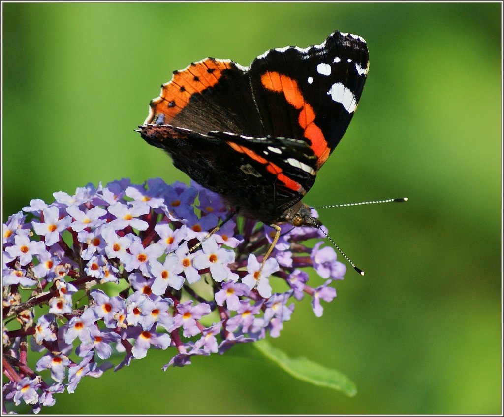 Ein  Admiral  beim Mittagessen.
(01.07.2011)
