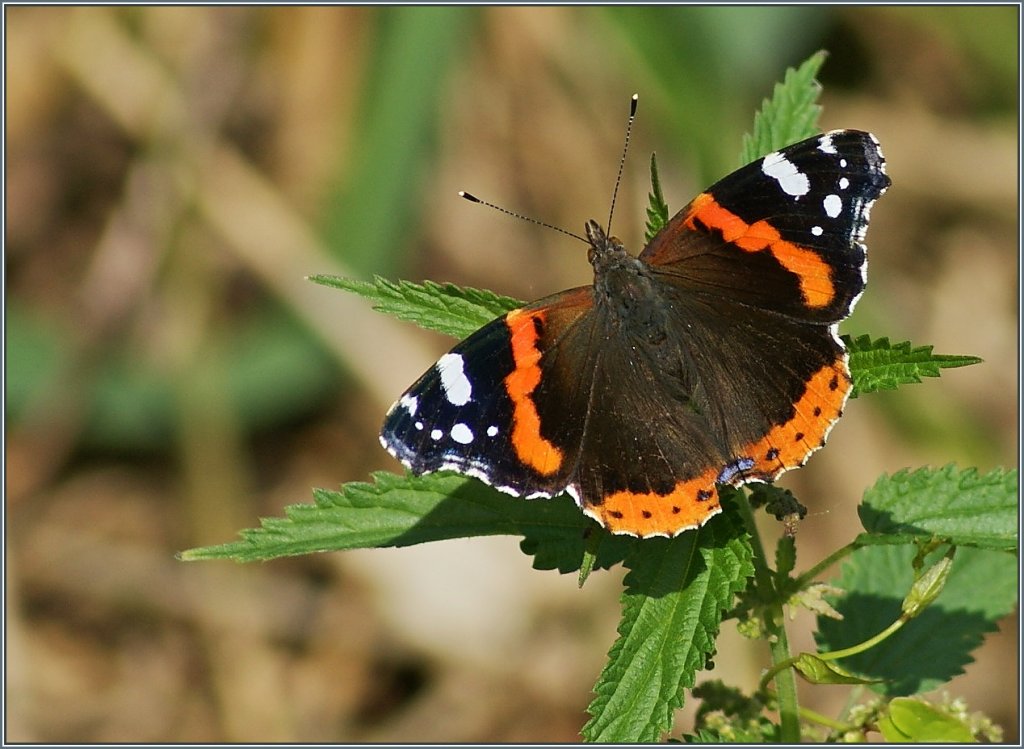 Ein Admiral im Sonnenschein.
(02.07.2013)
