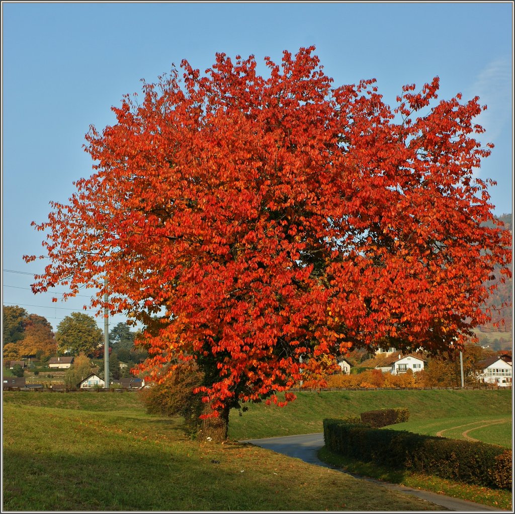 Ein Baum im Herbstgewand.
(01.11.2011)