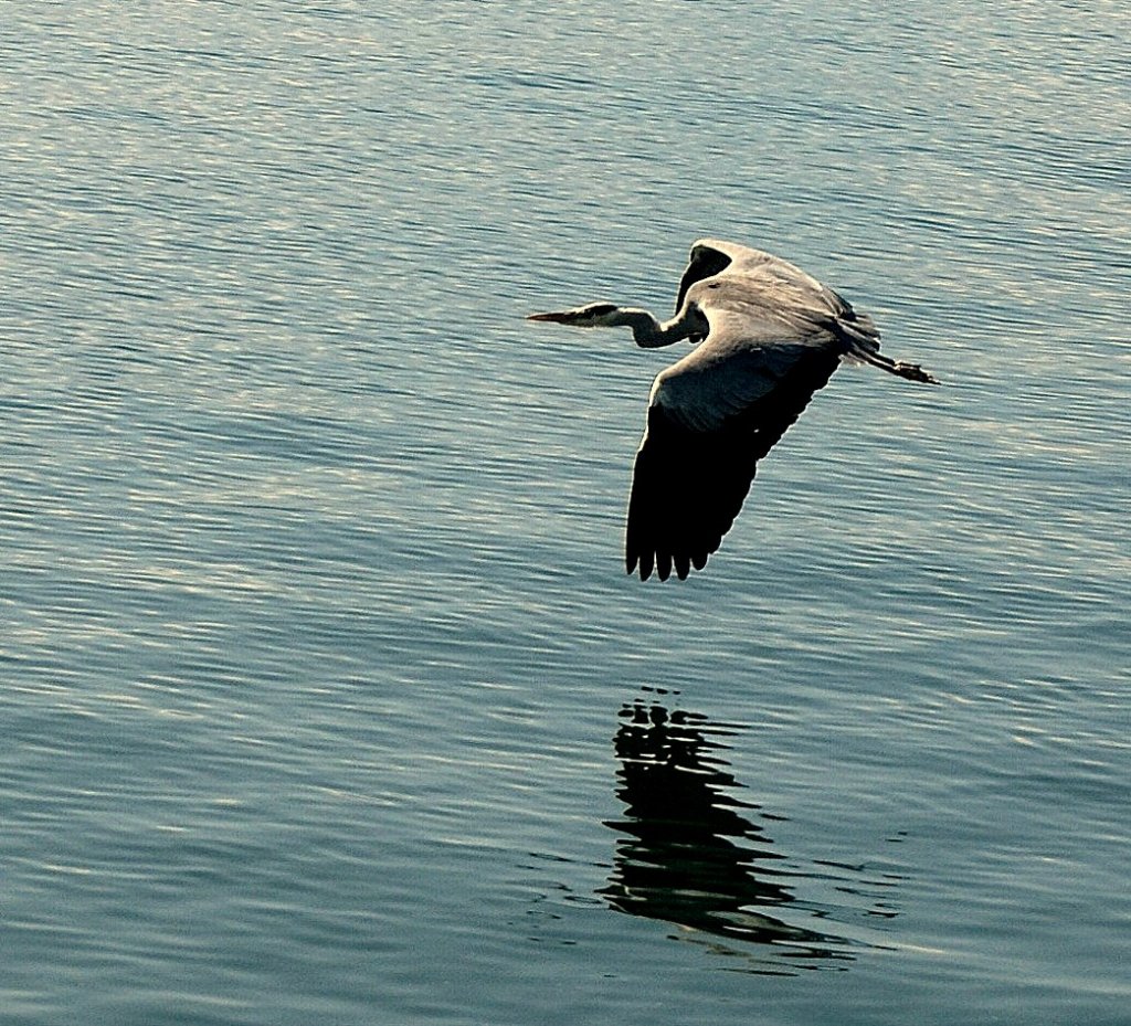 Ein Fischreiher im Flug
(19.05.2009)