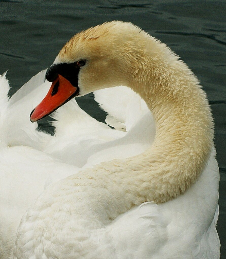 Ein Flirt mit der Fotografin.
(14.06.2010)