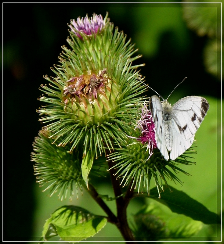 Ein Kohlweiling auf Nektarsuche. 20.08.2011 (Jeanny)