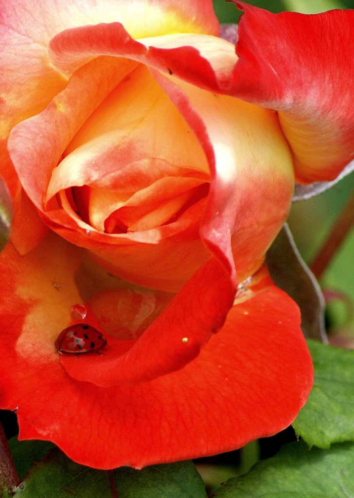 Ein Marienk�fer auf dem Weg zum Rosenbad.
(07.06.2010)