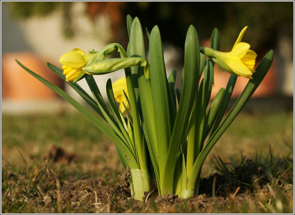 Ein Narzissenstrauss 
(04.03.2011) 