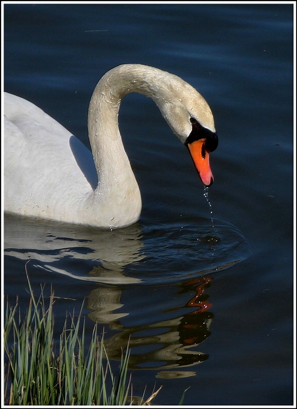 Ein Schwan beim Gr�ndeln. 01.04.2012. (Jeanny)