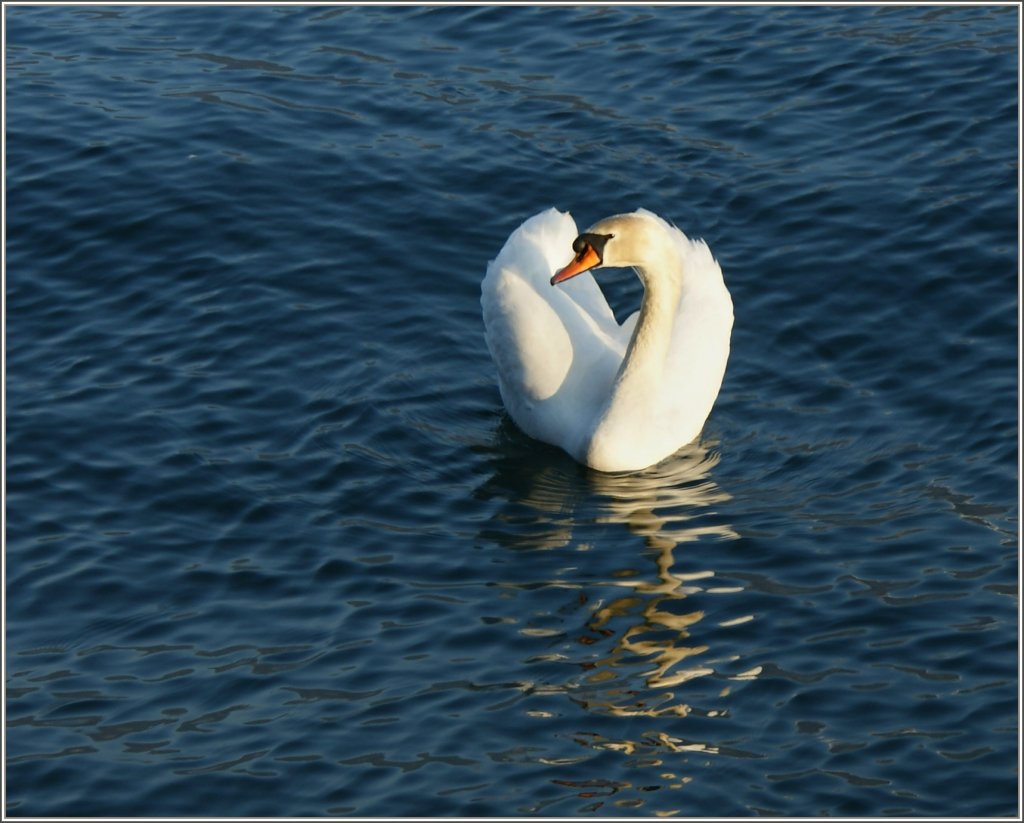 Ein Schwan geniesst die letzten Sonnenstrahlen des Tages.
(23.03.2011)