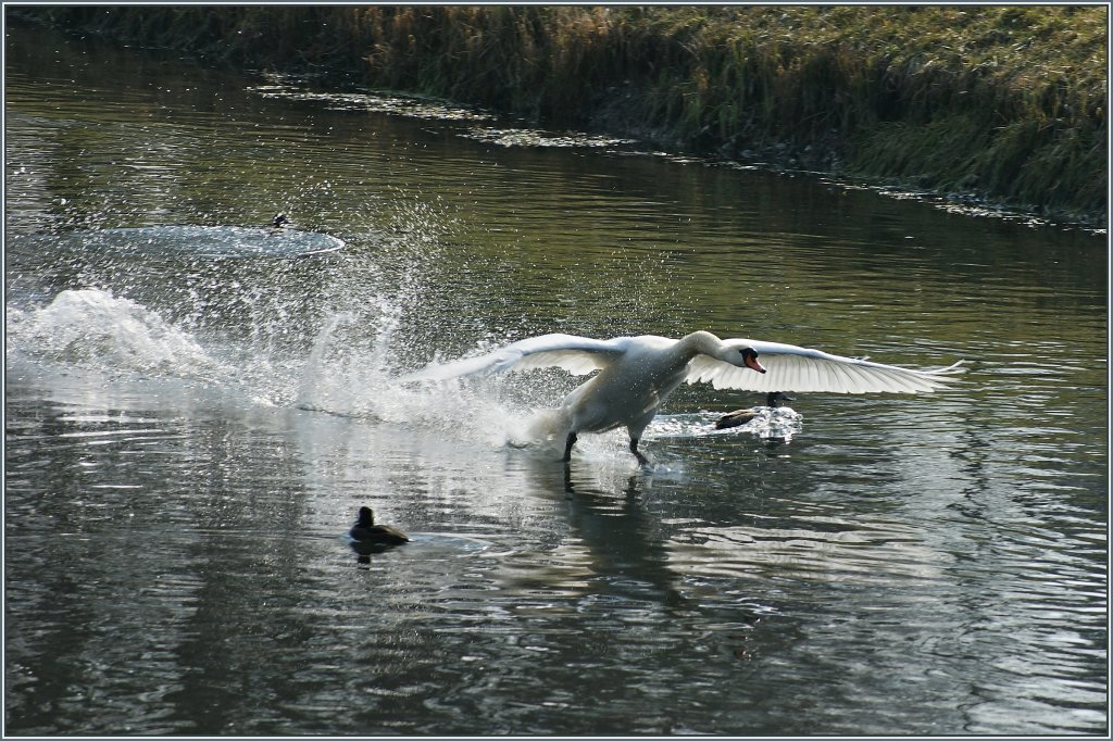 Ein Schwan im Landeanflug. Die Enten knnen gerade noch ausweichen.
(25.02.2013