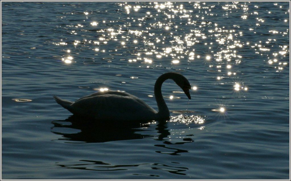 Ein Schwan im Rampenlicht
(24.01.2011)