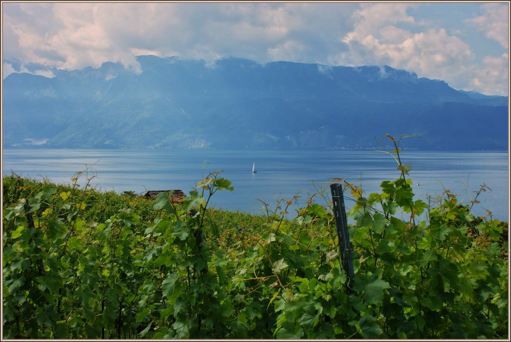 Ein Sommertag am Genfersee
(15.06.2011)