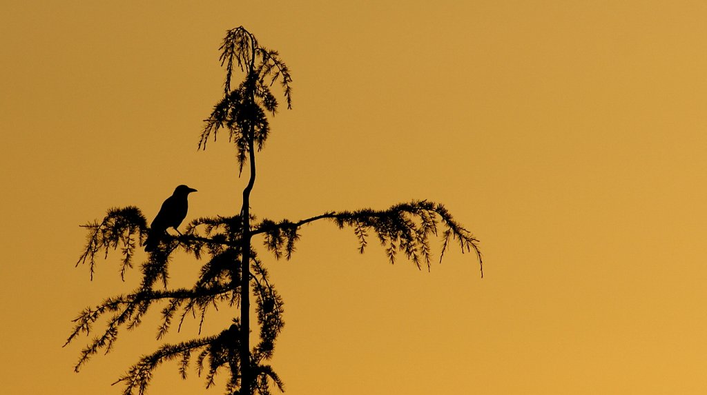 Ein Vogel schaut in den Sonnenuntergang.
(08.07.2010)