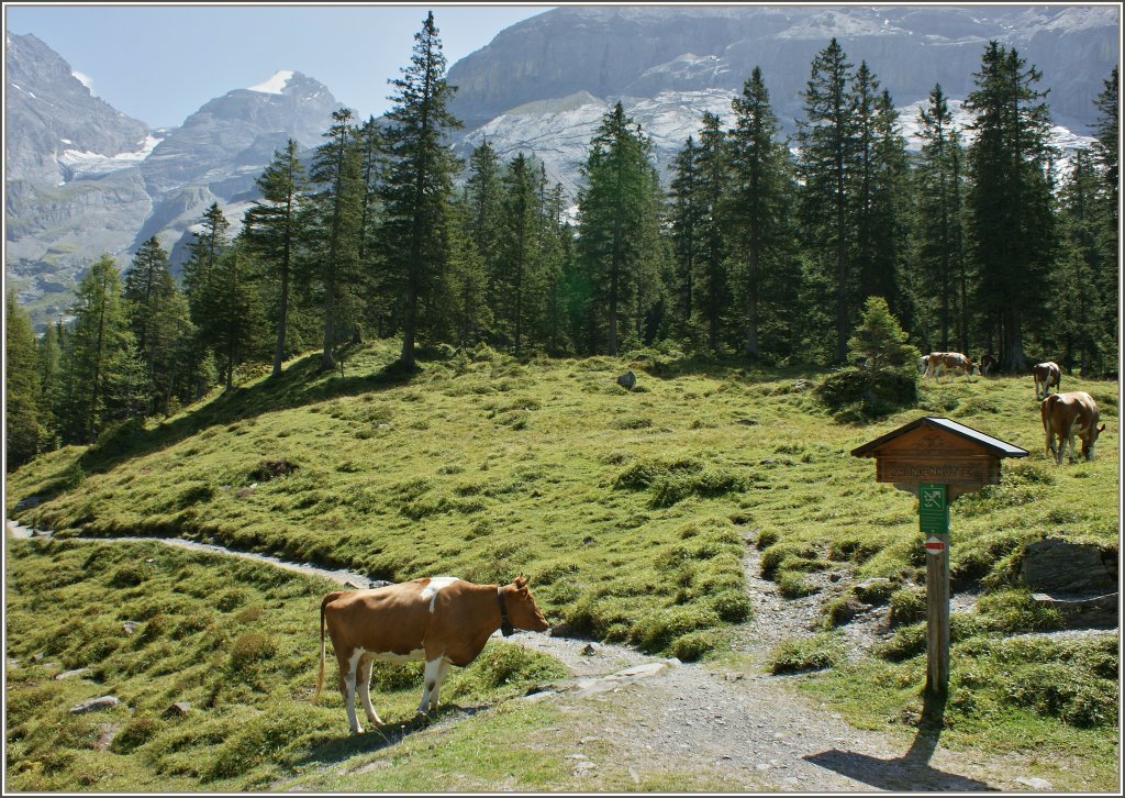 Eine ganze Weile stand sie da und konnte sich nicht entscheiden ob sie der Herde folgen sollte, oder eigene Wege einschlgt...
(22.08.2011)