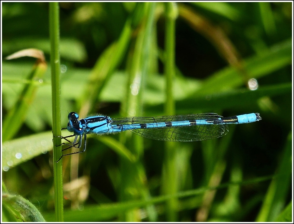 Eine Gemeine Becherjungfer (Enallagma cyathigerum) macht Pause an einem Grashalm. 25.07.2012 (Jeanny)