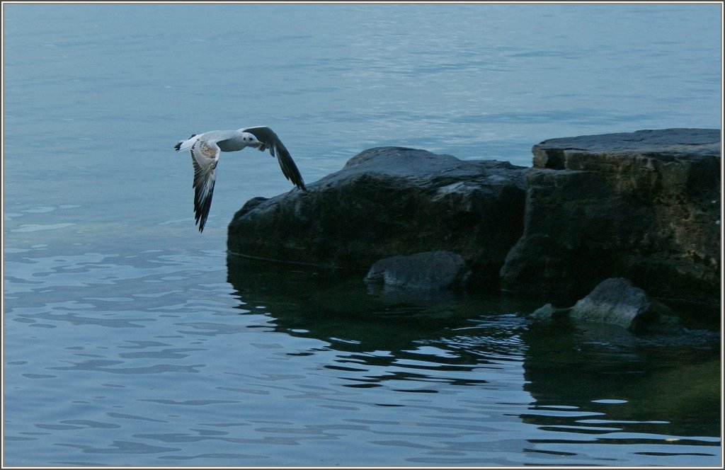 Eine Mwe im Flug.
(29.09.2011)