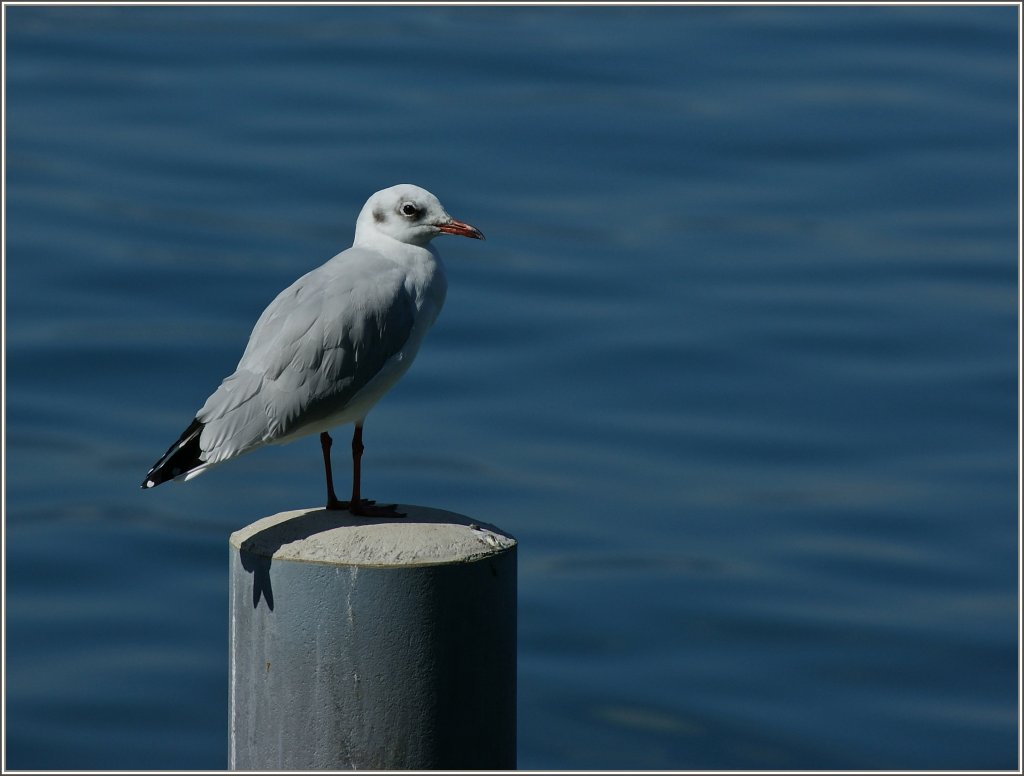 Eine M�we geniesst die Sonne.
(01.09.2011)