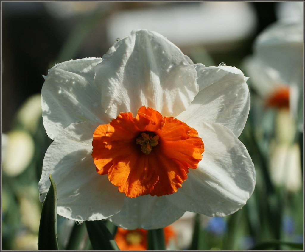 Eine Narzisse im Morgenlicht.
(24.03.2011)