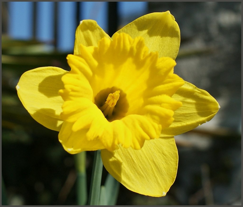 Eine Narzisse in voller Bl�te.
(21.03.2012)