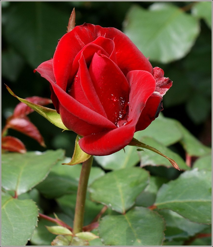 Eine Rose nach dem Regen
(31.05.2010)