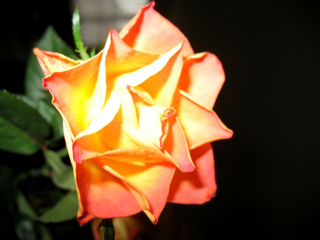 Eine Rose in voller Bl�te
(01.03.2010)