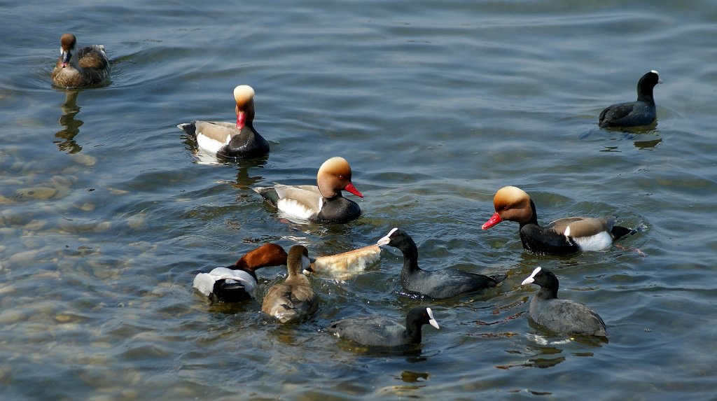 Es ist genug f�r alle da!
(16.04.2010)