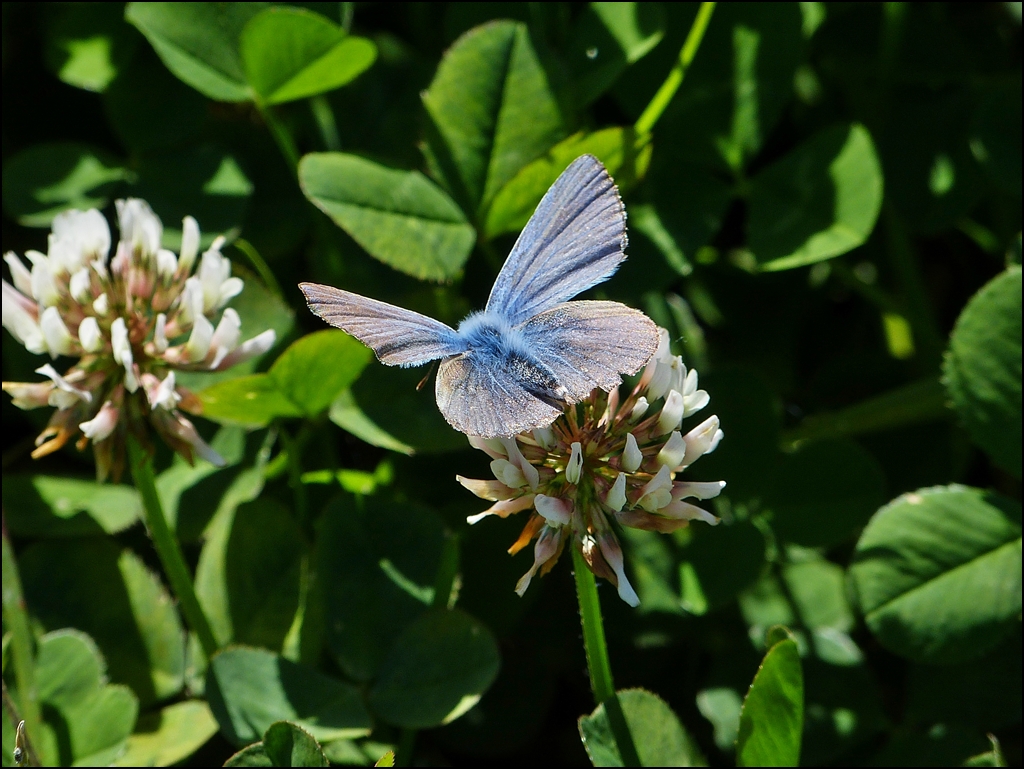 Es leuchtet blau im Wald. 07.09.2012 (Jeanny)