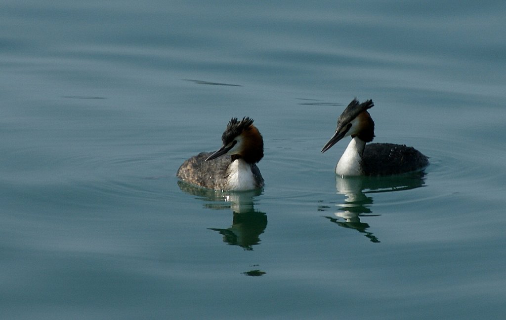 Familie Haubentaucher beobachtet skeptisch das Treiben der anderen Enten.
(16.04.2010)