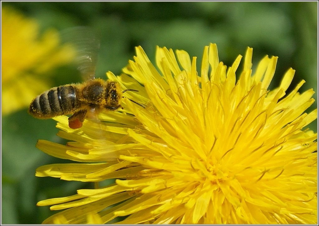 Fleissiges Bienchen
(23.04.2012)