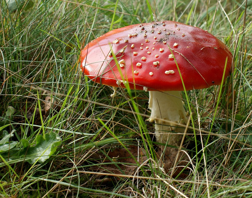 Fliegenpilz
(19.09.2010)