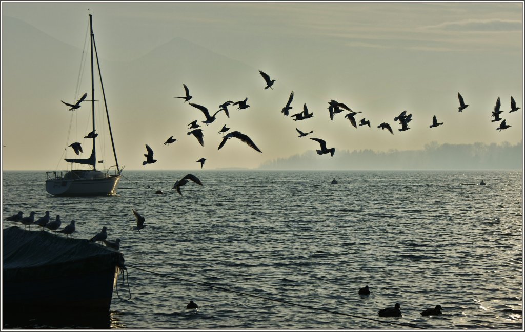 Flug in den Abendhimmel
(23.01.2012)