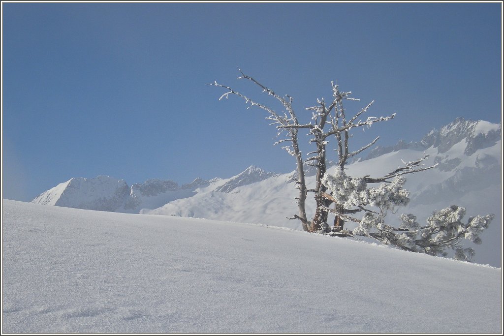 Frost und Schnee bestimmten den Winter 2009
(28.01.2009)