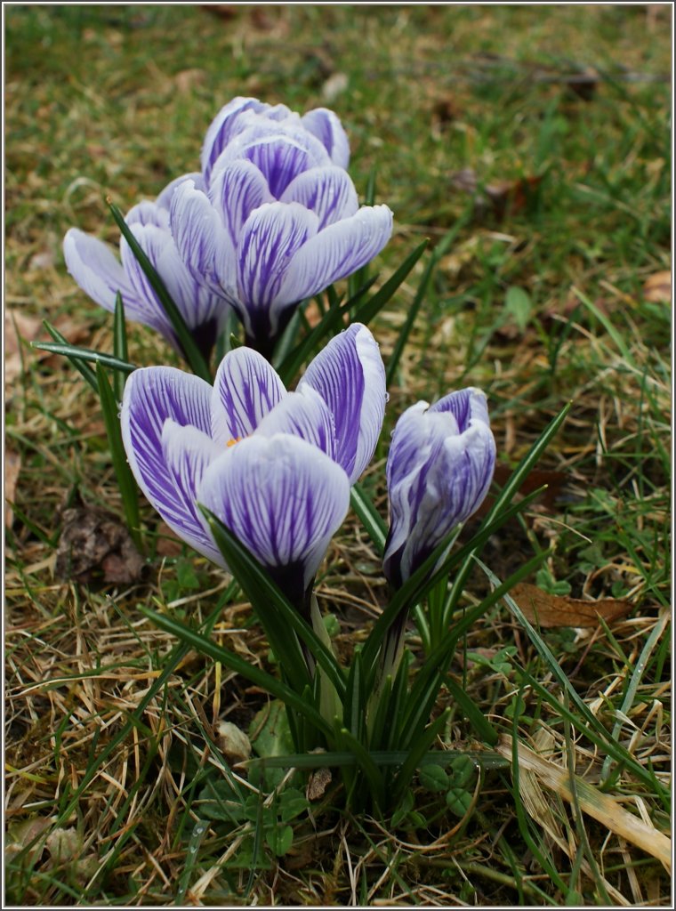 Fr�hlingsboten der Natur: Krokusse
(20.03.2010)