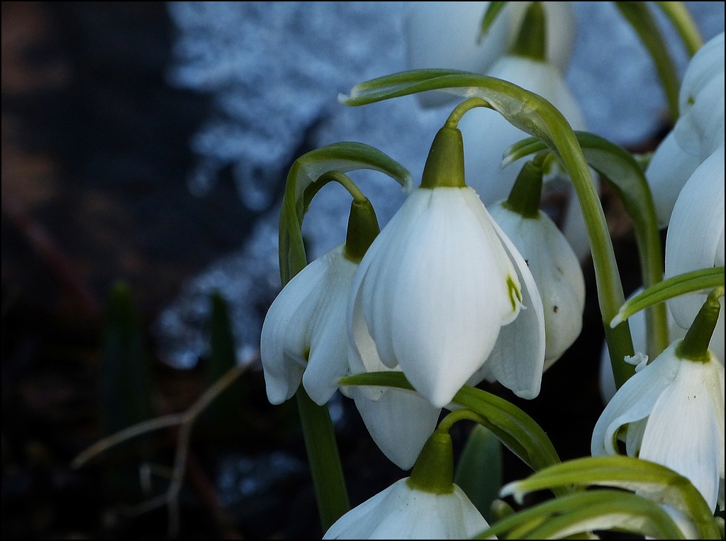 Fr�hlingserwachen. 03.03.2013 (Jeanny)