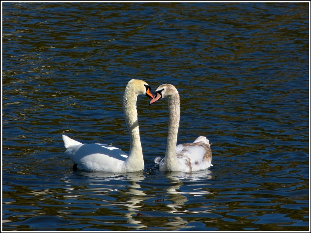 Fr�hlingsgef�hle bei den Schw�nen auf der Mosel. 01.04.2012 (Jeanny)