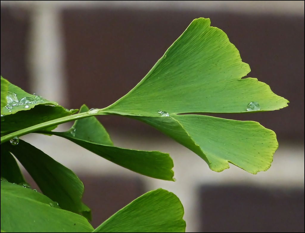 Fr Christine: Ein Ginkgo Blatt als Glcksbringer. 28.07.2012 (Jeanny)