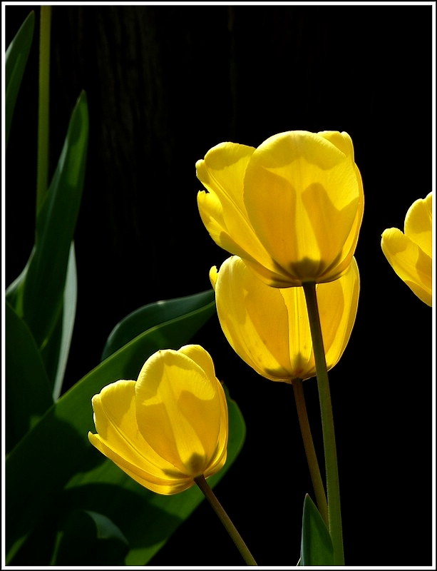 Gelbe Sch�nheiten. 14.04.2012 (Jeanny)