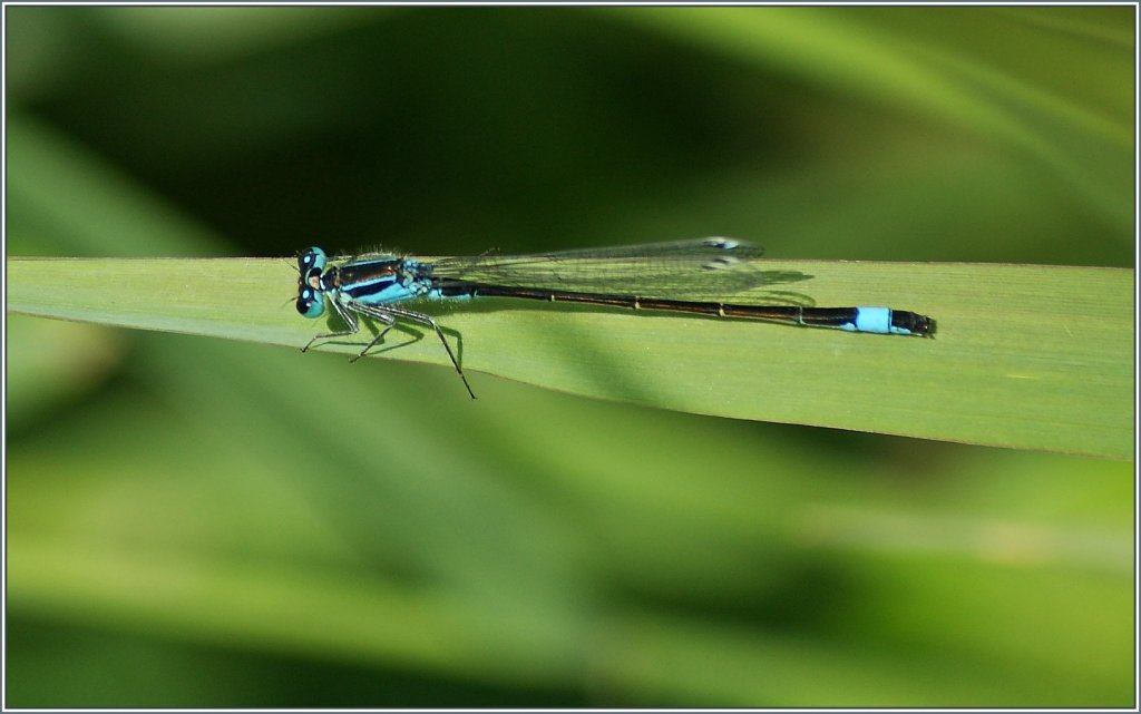 Grosse Pechlibelle
(02.07.2013)