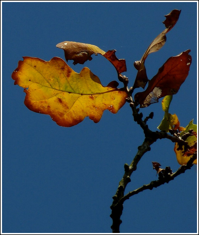 Herbst. 06.11.2011 (Jeanny)