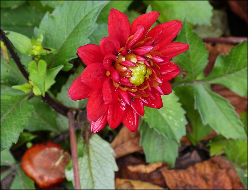 Herbst in Herdorf. 14.10.2012 (Jeanny)