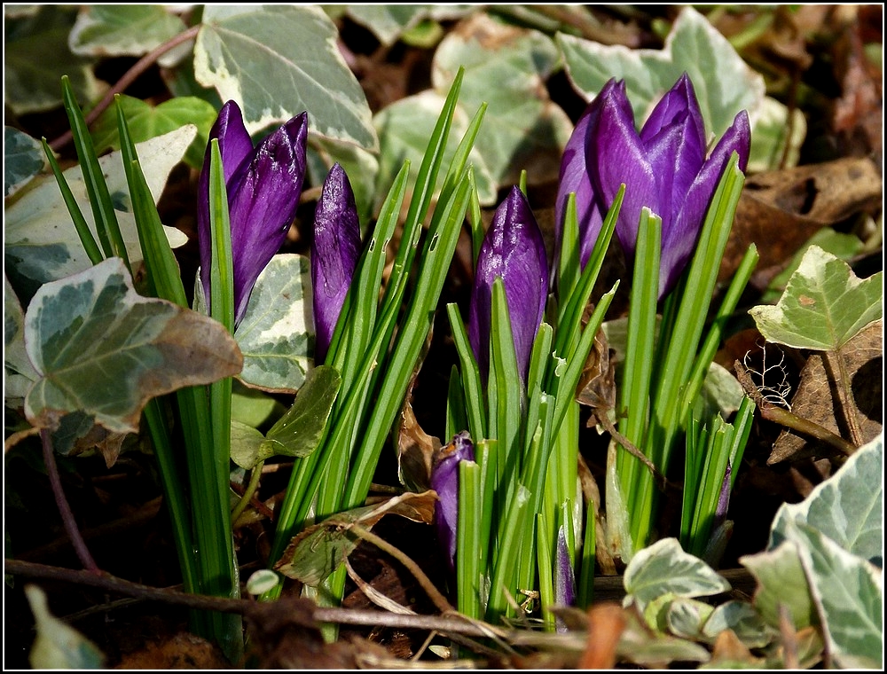 Heute mittag in unserem Garten entdeckt. 01.03.2011 (Jeanny)