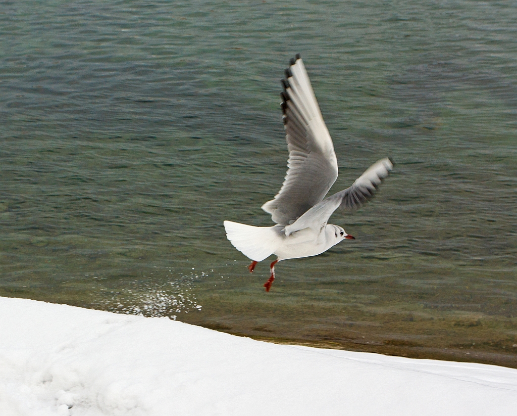Hier werden mir die F��e kalt und es sind zuviek BB-Fotografen da. Eine M�we am Bodenseeufer in Kontanz am 08.12.2012.