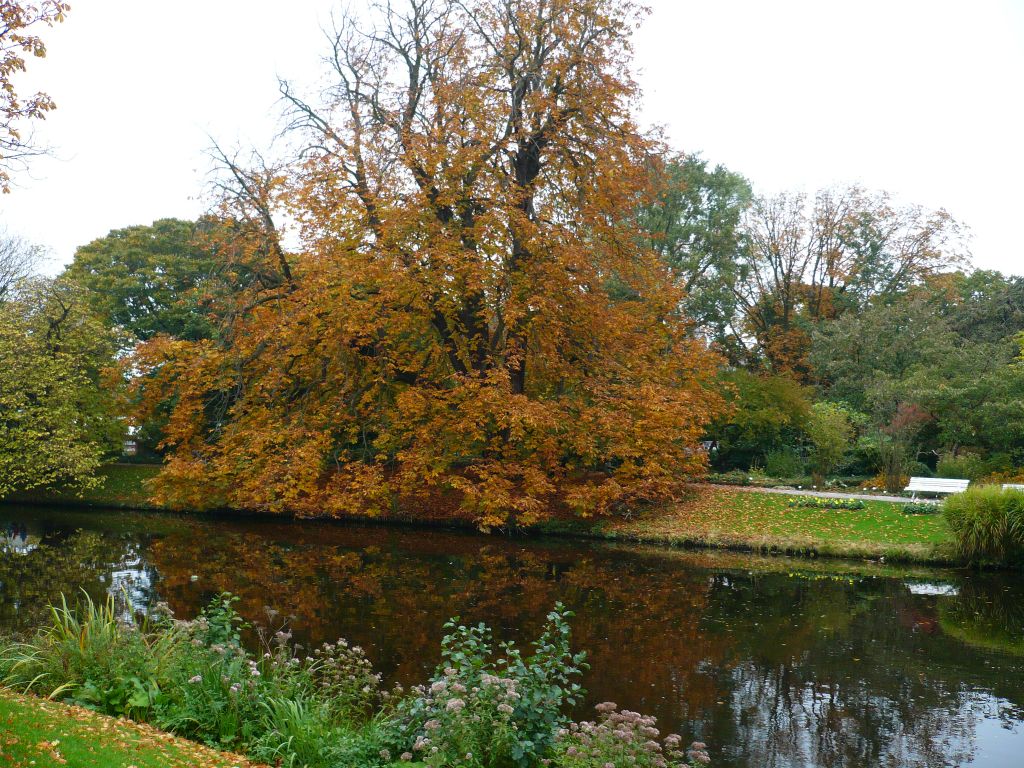 Hortus Botanicus. Witte Singel, Leiden 21-10-2012.

Boom met herfstbladeren in de Hortus Botanicus. Witte Singel, Leiden 21-10-2012.