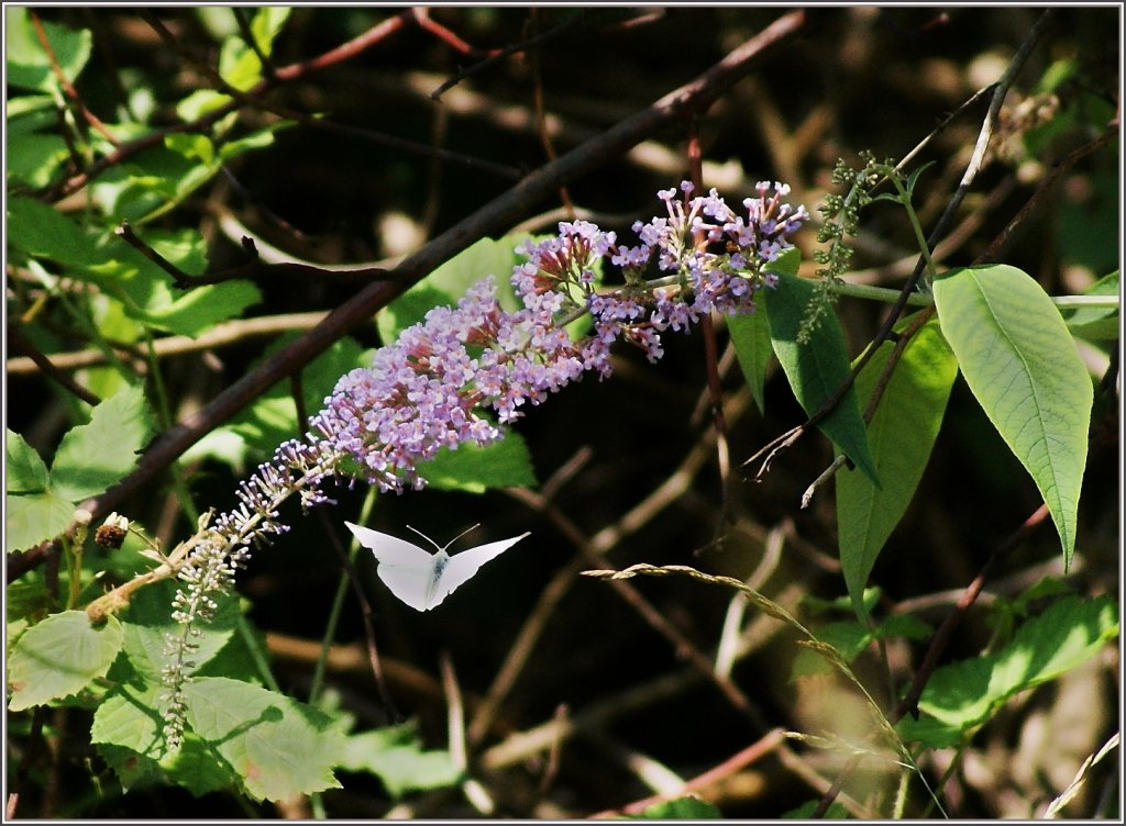 Im Anflug...
(01.07.2011)