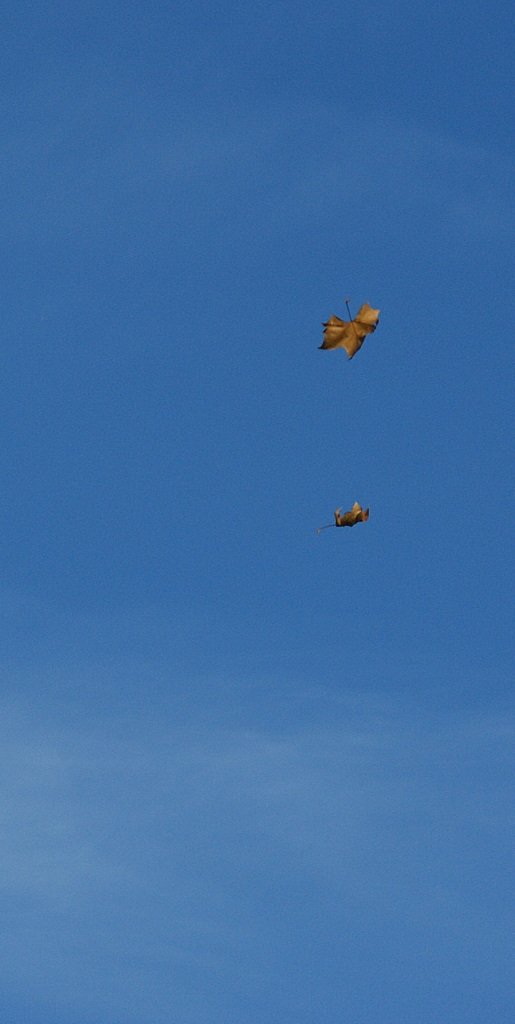 Im freien Fall.
(November 2009)